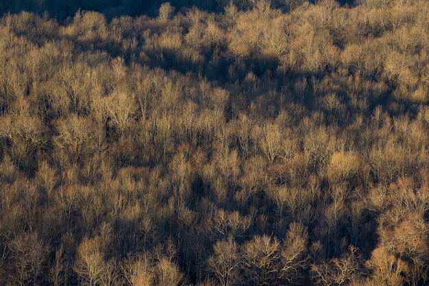 High angle shot of a big forest of dry trees in Istria, Croatia