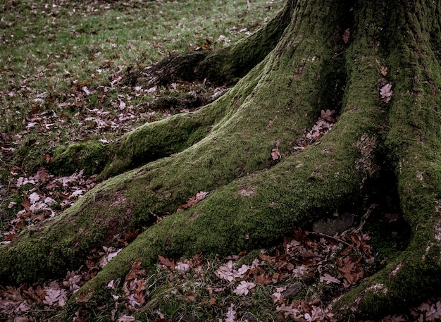 Free photo high angle shot of big roots of a tree covered with green moss