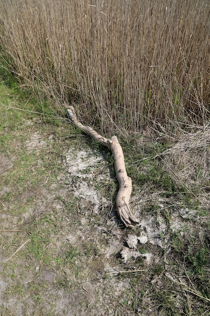 High angle shot of a broken dried branch in a field during daytime