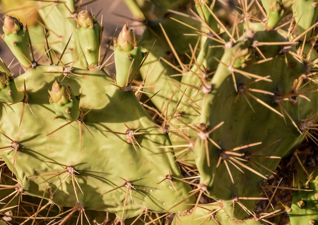 Free photo high angle shot of cactus with spiky thorns in the dessert