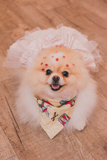 Free Photo high angle shot a chihuahua wearing a cute wedding dress smiling posing and looking directly