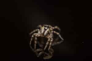 Free photo high angle shot of a creepy salticidae on a black surface