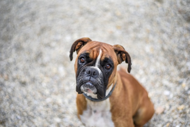 Free photo high angle shot of a cute boxer dog