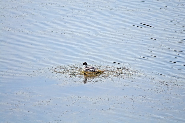 Free photo high angle shot of a cute duck swimming in the