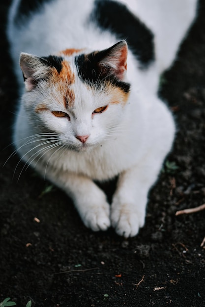 Free Photo high angle shot of a cute fluffy cat sitting on the ground