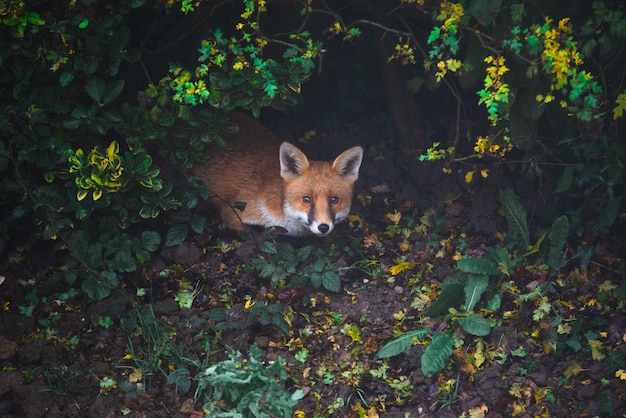 Free Photo high angle shot of a cute fox lying on the ground in the forest surrounded by greenery