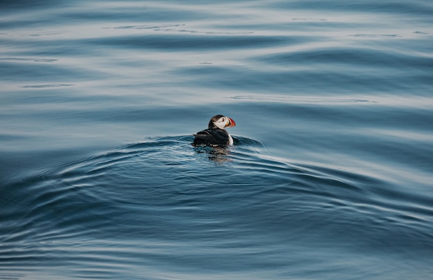 Free Photo high angle shot of a cute puffin bird swimming in the ocean