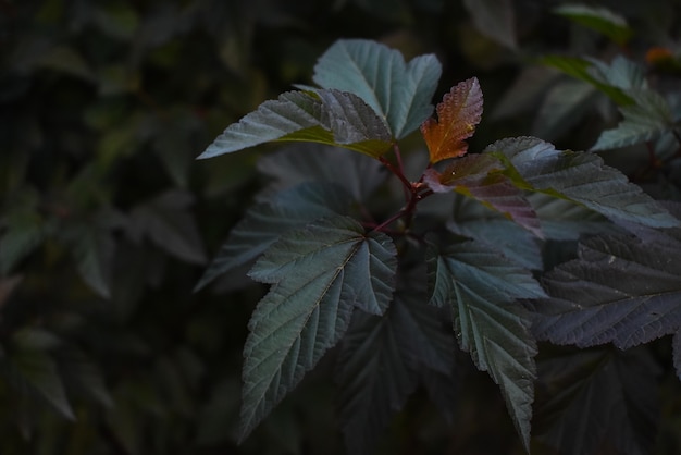 Free photo high angle shot of dark green leaves on a bush