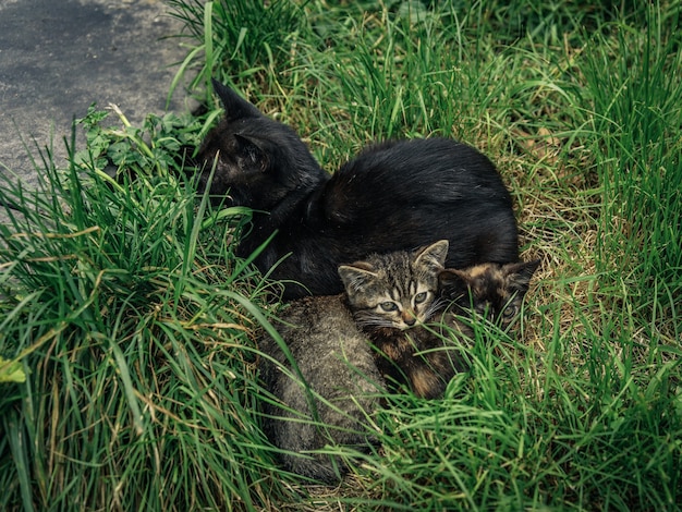 Free photo high angle shot of different cats on  the grass