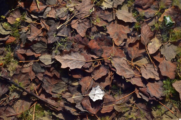 High angle shot of dry leaves on the ground under the sunlight in autumn in Malta