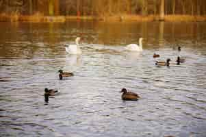 Free photo high angle shot of ducks and swans swimming in the lake