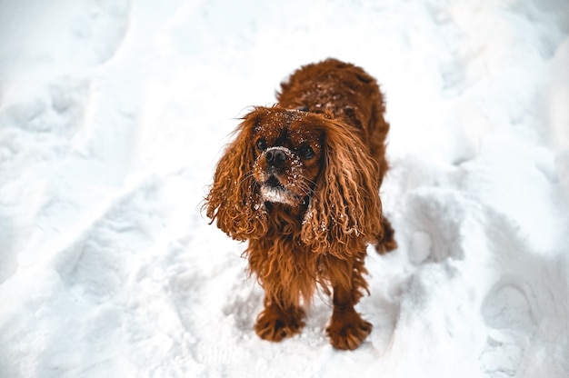 Free Photo high angle shot of an english cocker spaniel dog playing in the snow