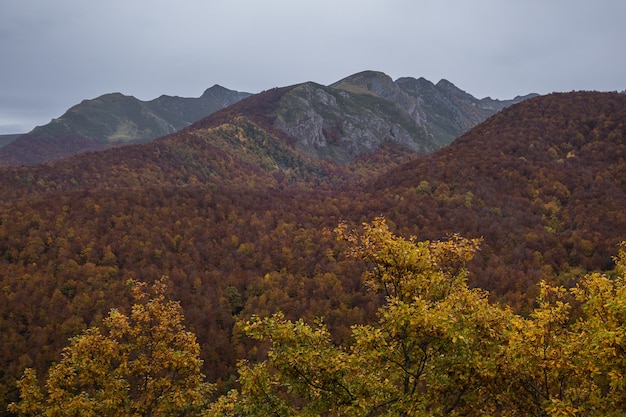 Free photo high angle shot of the europa national park captured in autumn in spain