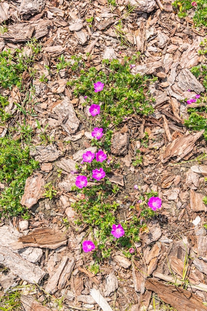 High angle shot of a flower growing on the ground