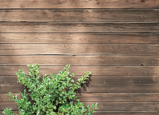 Free photo high angle shot of a green plant on a wooden surface