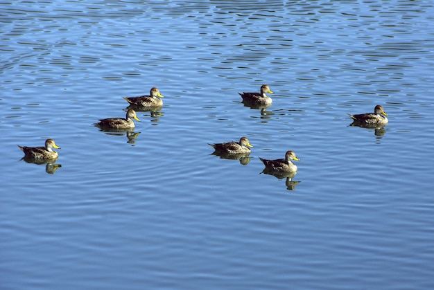 Free photo high angle shot of a group of ducks swimming in the blue lake