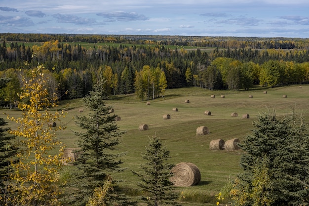 Free Photo high angle shot of hay rolls on a field near trees in clearwater, canada