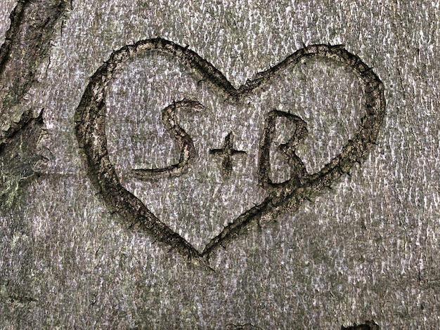 Free Photo high angle shot of a heart symbol carved on a tree