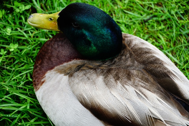 Free photo high angle shot of a mallard resting on the grass