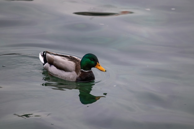 Free photo high angle shot of a mallard swimming in the water