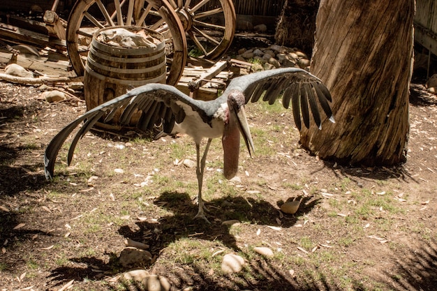 High angle shot of the marabou stork on a sunny day