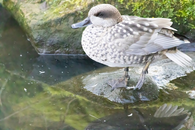 Free photo high angle shot of a marbled duck perched on a pond rock