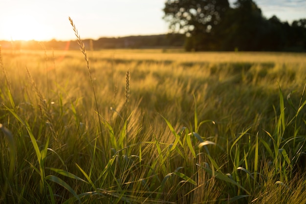 Free Photo high angle shot of a meadow covered with grass during a sunset