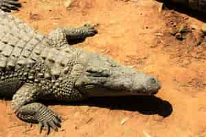 Free photo high angle shot of a nile crocodile crawling on the ground under the sunlight at daytime