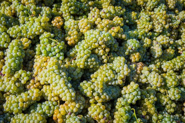 High angle shot of a pile of delicious green grapes under the sunlight