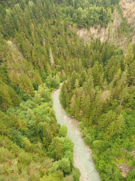 High-angle shot of a pine forest with stream flowing water