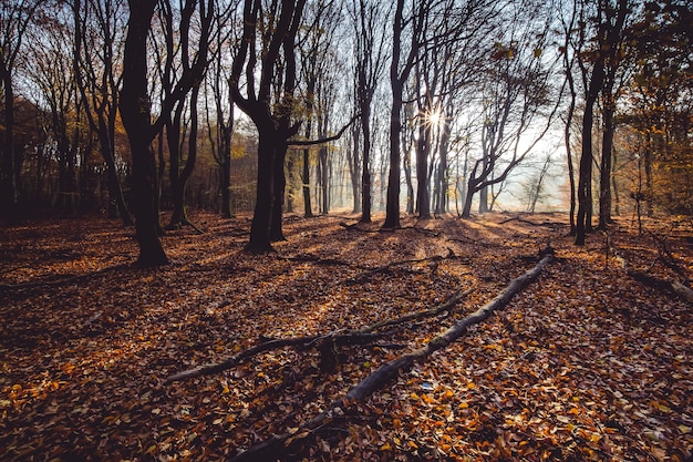 Free photo high angle shot of red autumn leaves on the ground in a forest with trees on the back at sunset