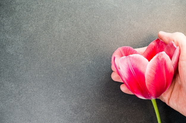 High angle shot of a red tulip on a black surface