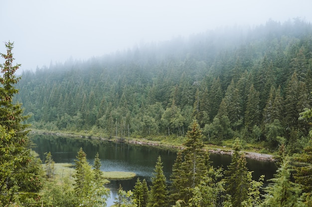 High angle shot of a river and trees  on a foggy day