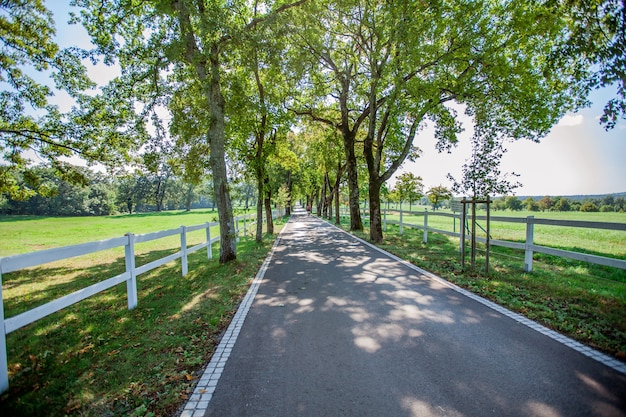 Free photo high angle shot of a road surrounded by fences and trees in lipica, national park in slovenia