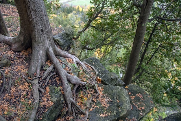 High angle shot of the roots of a tree as they grow in the forest surrounded by trees and grass