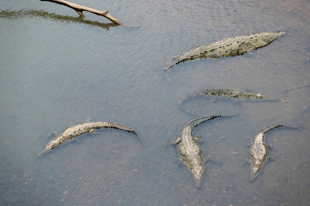 Free photo high angle shot of scary giant alligators swimming in the lake