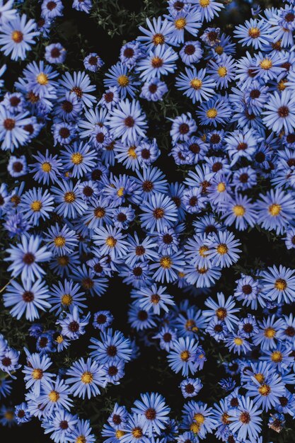 High angle shot of small blue flowers