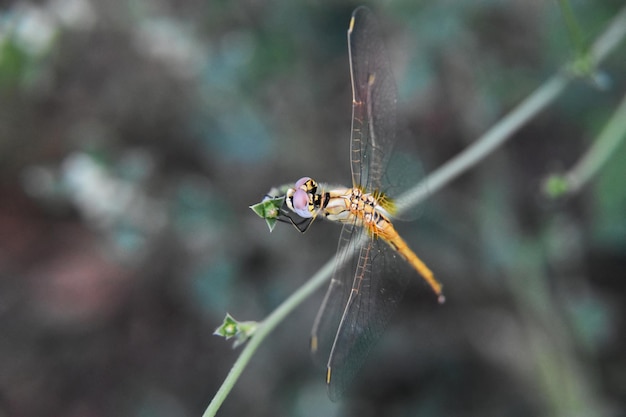 Free photo high angle shot of a small dragonfly sitting on a branch