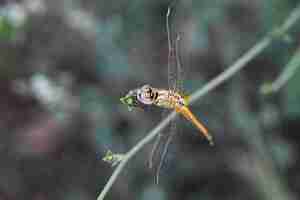 Free photo high angle shot of a small dragonfly sitting on a branch