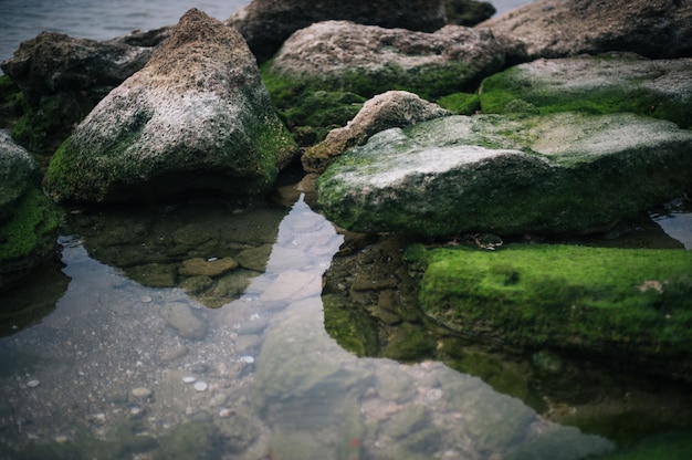 Free Photo high angle shot of stones covered by green moss in the water