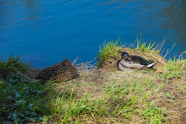 Free photo high angle shot of two ducks sitting on the shore of the blue lake