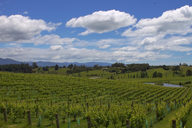 High angle shot of vineyards under a cloudy sky in New Zealand