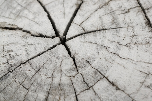 Free photo high angle shot of a white wood log