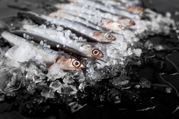 Free Photo high angle of small fish with ice