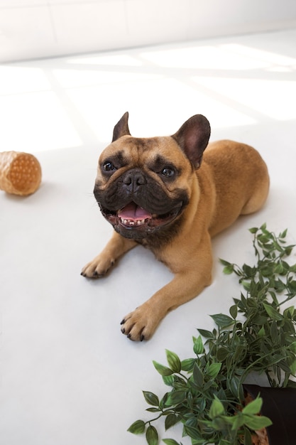 Free Photo high angle smiley dog laying on floor