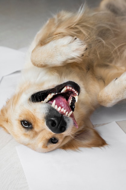 Free Photo high angle smiley dog laying on floor