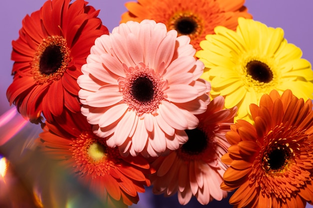 High angle of spring gerbera flowers