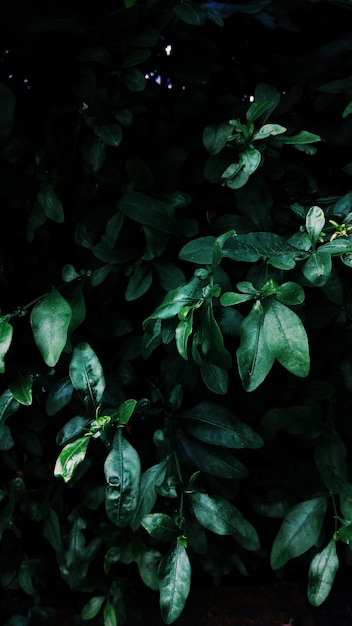 High angle vertical shot of green leaves growing in the middle of a garden