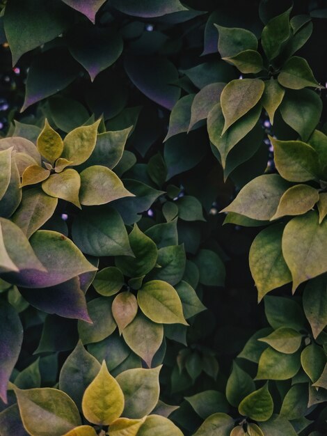 High angle vertical shot of green leaves growing in the middle of a garden