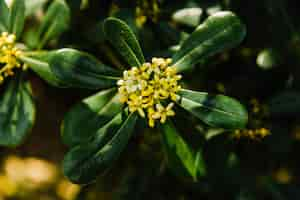 Free photo high angle view of a blooming flower